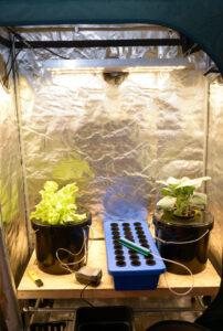 Pflanzen, die in einer Growbox wachsen, mit LED-Lampen und Folie ausgekleidet.