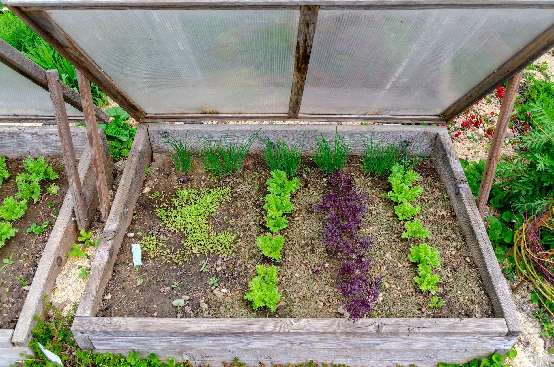 Offenes Frühbeet mit Pflanzen und Doppelstegplatten-Abdeckung im Garten.