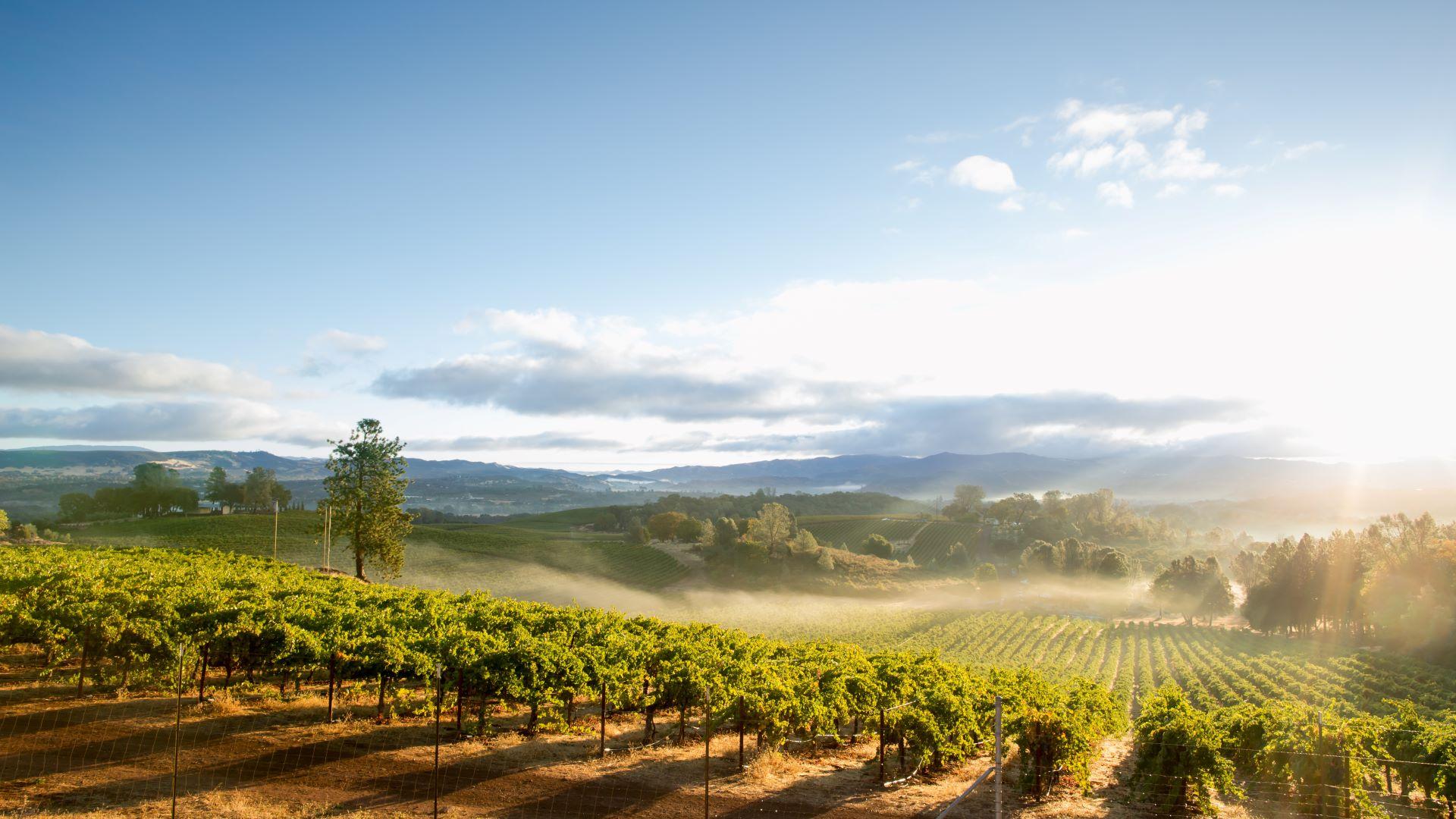 Grauburgunder Wein im sonnigen Terroir